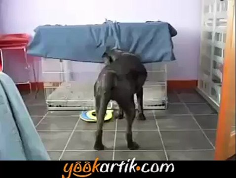 Köpeğe bak arkadaş, işini biliyor