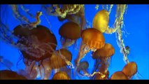 Beautiful Deep Sea Alien Life Creatures (no photos) You Won't Believe Your Eyes