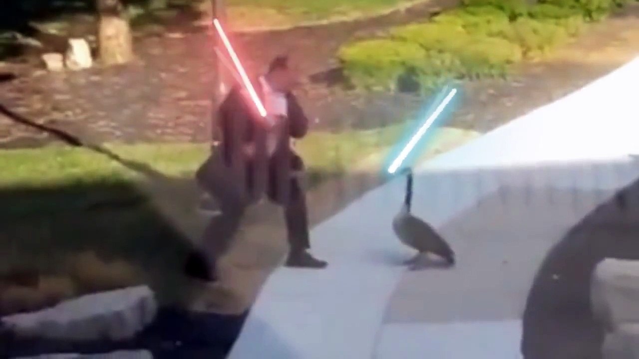 Star Wars : Homme VS oie