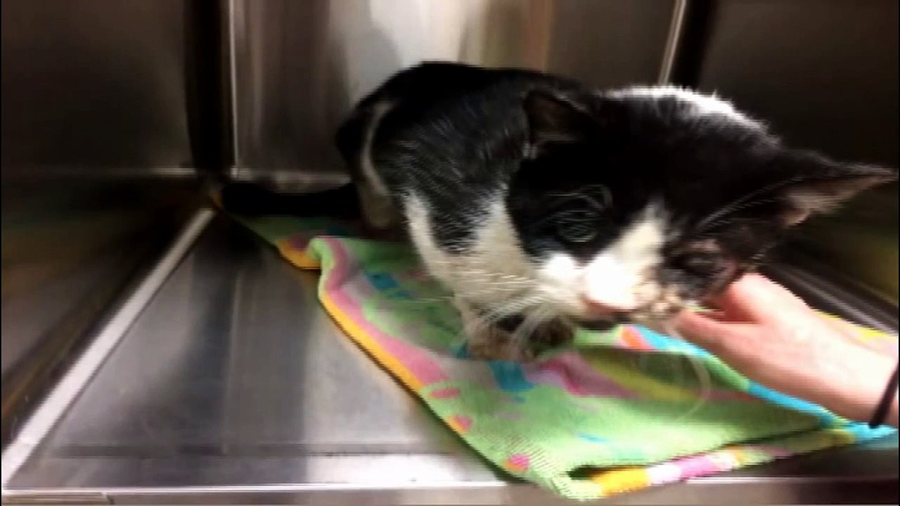 Un chat enterré après un accident revient des morts