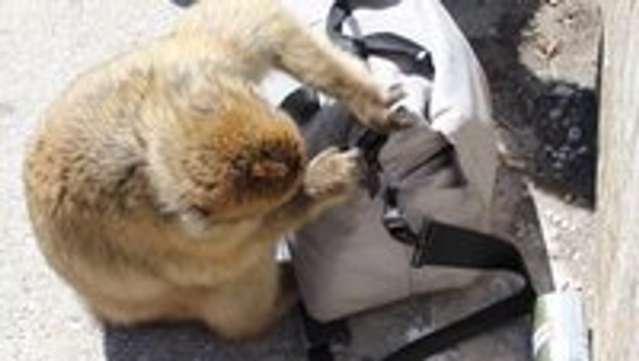Gibraltar monkey stealing and casually eating a sandwich