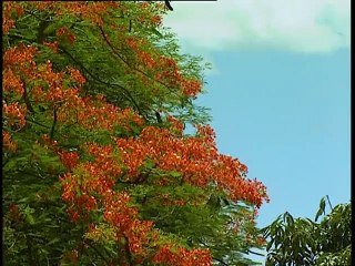 Maurice, fragment d'étoile sur l'Océan