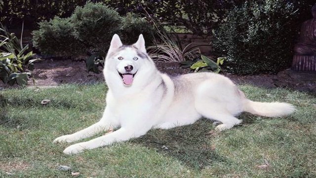 Dog training basics – preventing unwanted urination