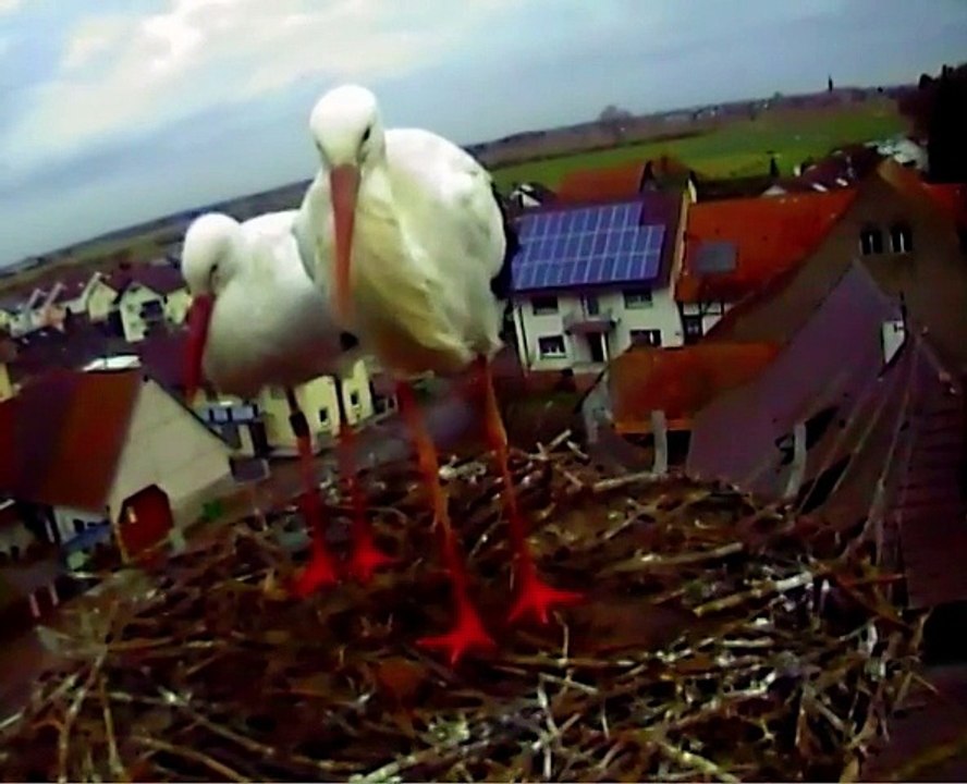 29.01.15  De retour au nid / Zurück ins Nest