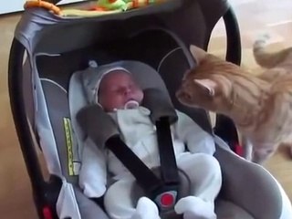 Cat Meets Baby For The First Time