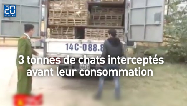 3 tonnes de chats interceptés avant leur consommation dans les restaurants vietnamiens