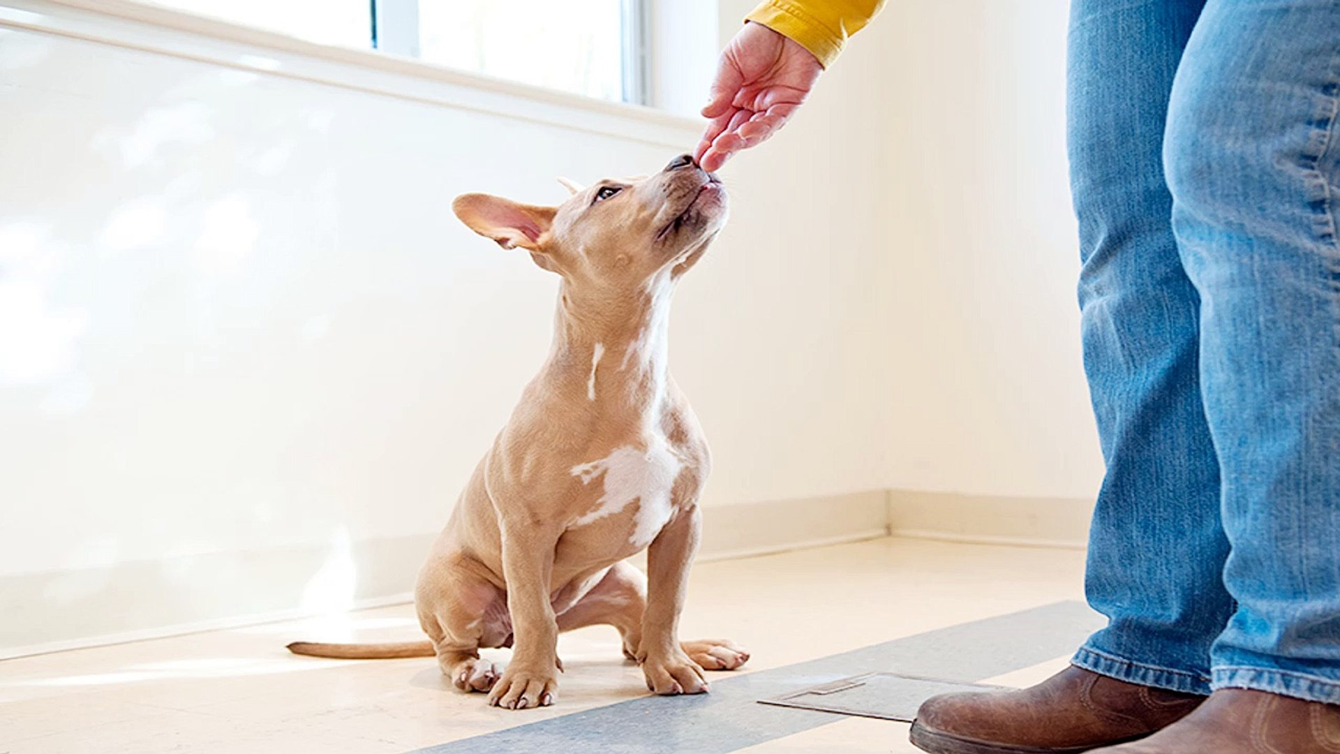 ⁣Dog training – reward training basics