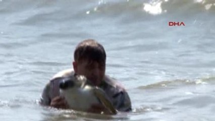 Mersin Tedavi Edilen 16 Deniz Kaplumbağası Doğal Yaşamına Bırakıldı