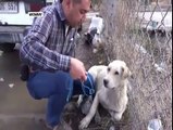 Yaralı Köpeği Sakinleştirdi, Tedaviye Götürdü