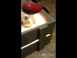 The Kitten & The Ducklings