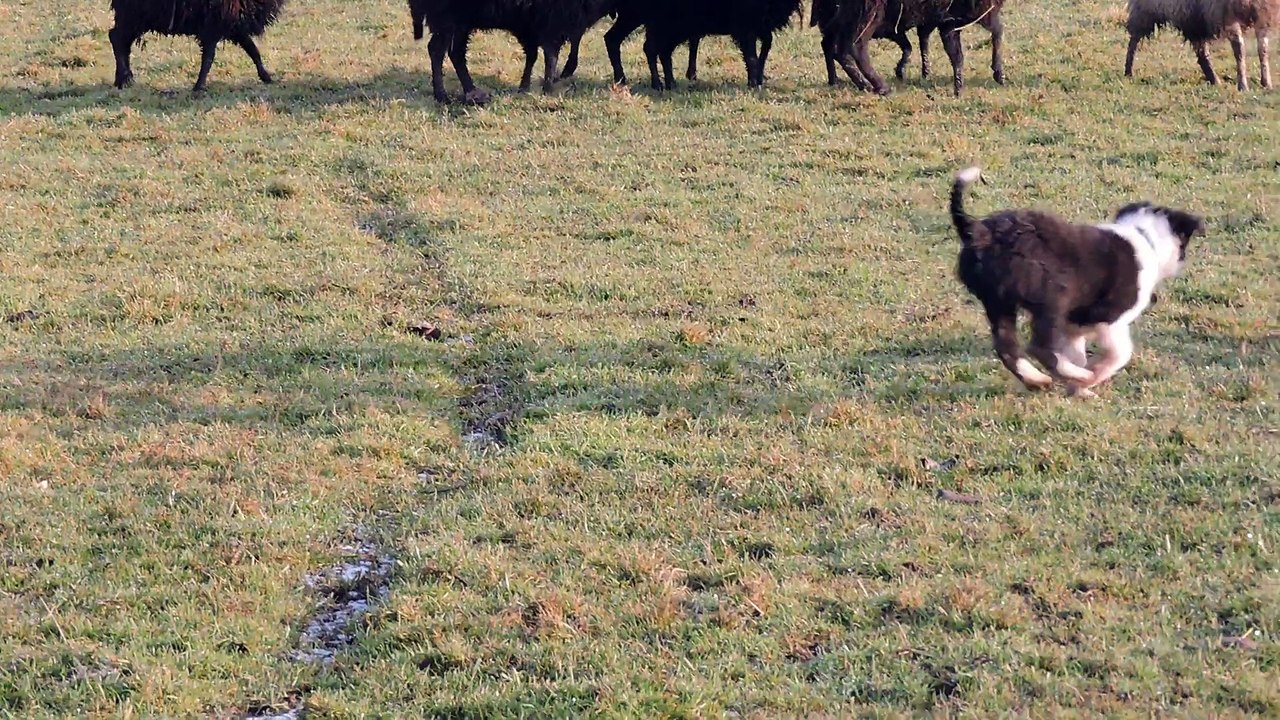 Jet 2 mois 1/2 aux moutons pour la 2ème fois