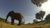 GoPro stomped on by rogue bull elephant and survives!