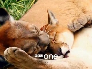 Animals in Love  Trailer - BBC One