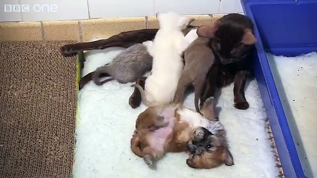 Orphaned puppy is adopted by mother cat - Pets - Wild at Heart Episode 2 preview - BBC One