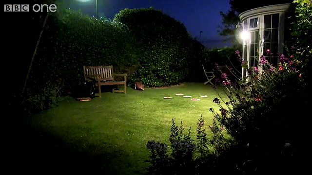 A feast fit for a fussy fox - Nature's Boldest Thieves Preview - BBC One