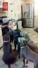 À 4 ans, elle mène au doigt et à l'oeil 6 pitbulls affamés