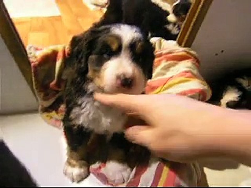 29 janv Lily Rose mâchouillant le tissu, puis femelle verte, mâle rouge, mâle turquoise et enfin femelle mauve