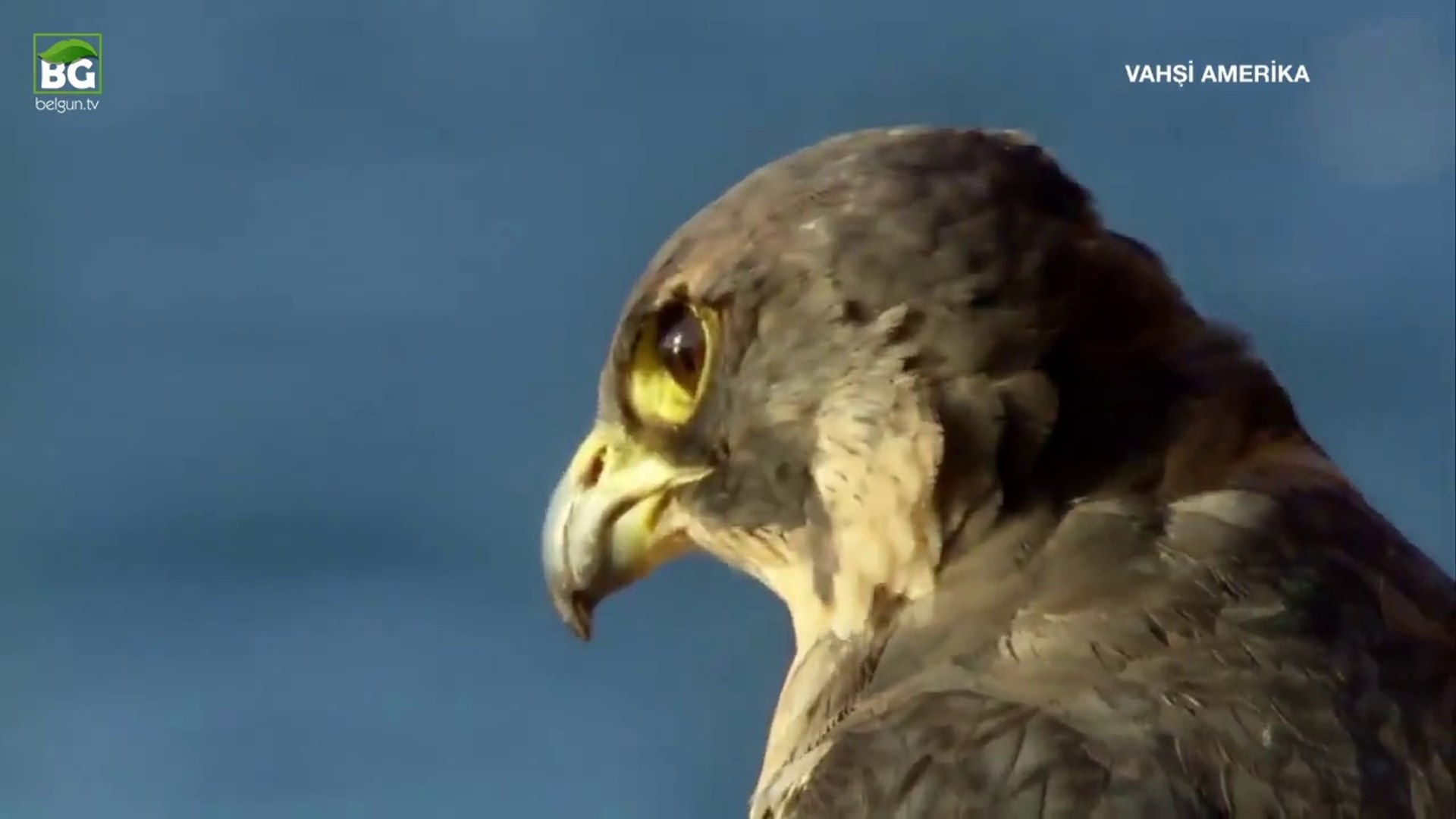 Dünyanın En Hızlı Hayvanı Bir şahin Türüdür