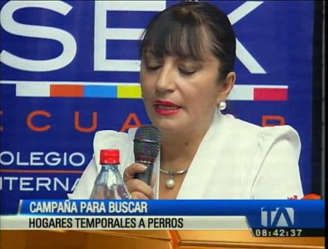 Estudiantes del Colegio SEK impulsan campaña para buscar hogares temporales a perros