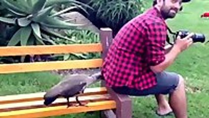 Bird pokes guy for attention