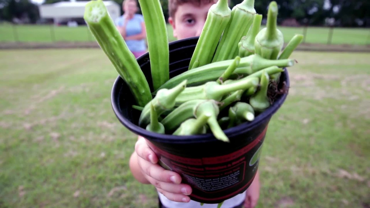 An Okra Garden, Scott, Louisiana