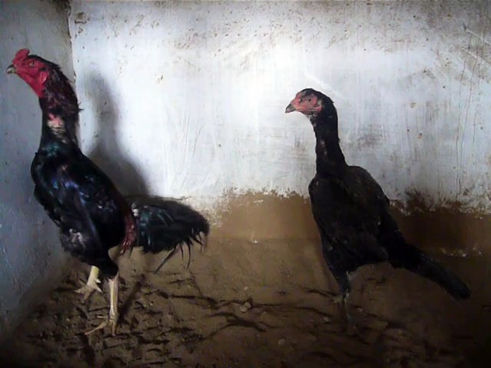 thai femail&ganoi mail