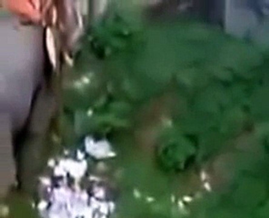 Angry Elephant Attacking People in a Temple during Festival