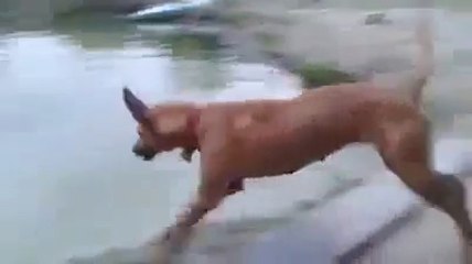 Un perro fiel que haría todo por salvar a su dueño