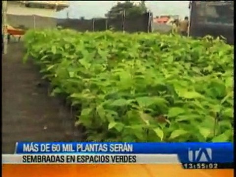 60 mil plantas serán sembradas en espacios verdes