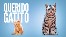 Querido Gatito: Las enseñanzas de un gato adulto a uno pequeño que llega al hogar