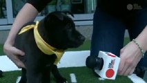 Puppy Bowl puppies preview the Super Bowl