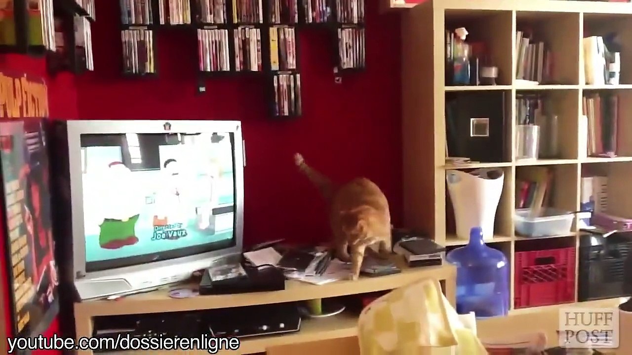 Compilation de fails de chats