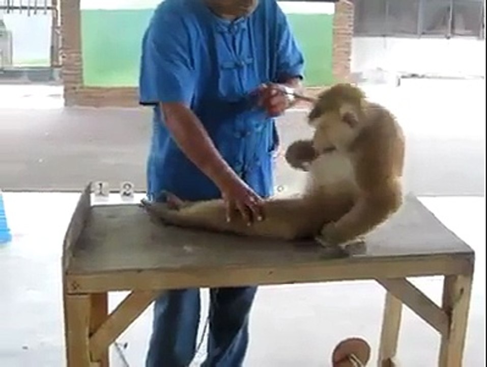 Monkey Doing Pushups