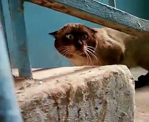 The strangest cat in the world! Human brains !