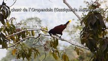 Le chant de l'oiseau Oropendola (Cassique de Montezuma) qui passe cul par dessus tête - Costa Rica