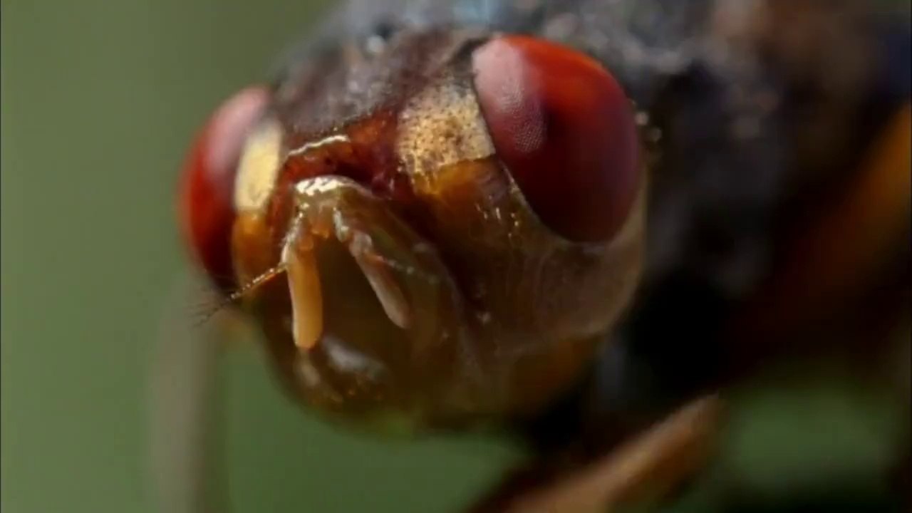 Botfly Sineğinin Akılalmaz Üreme Taktiği