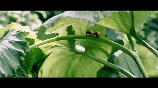 Bande-annonce de Minuscule - La Vallée des fourmis perdues de Thomas Szabo et Hélène Giraud