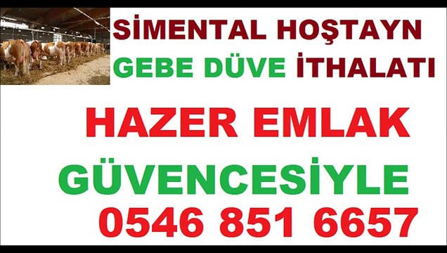 Damızlık Gebe Düve Satışı -HAZER EMLAK