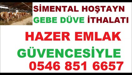 Damızlık Gebe Düve Satışı -HAZER EMLAK