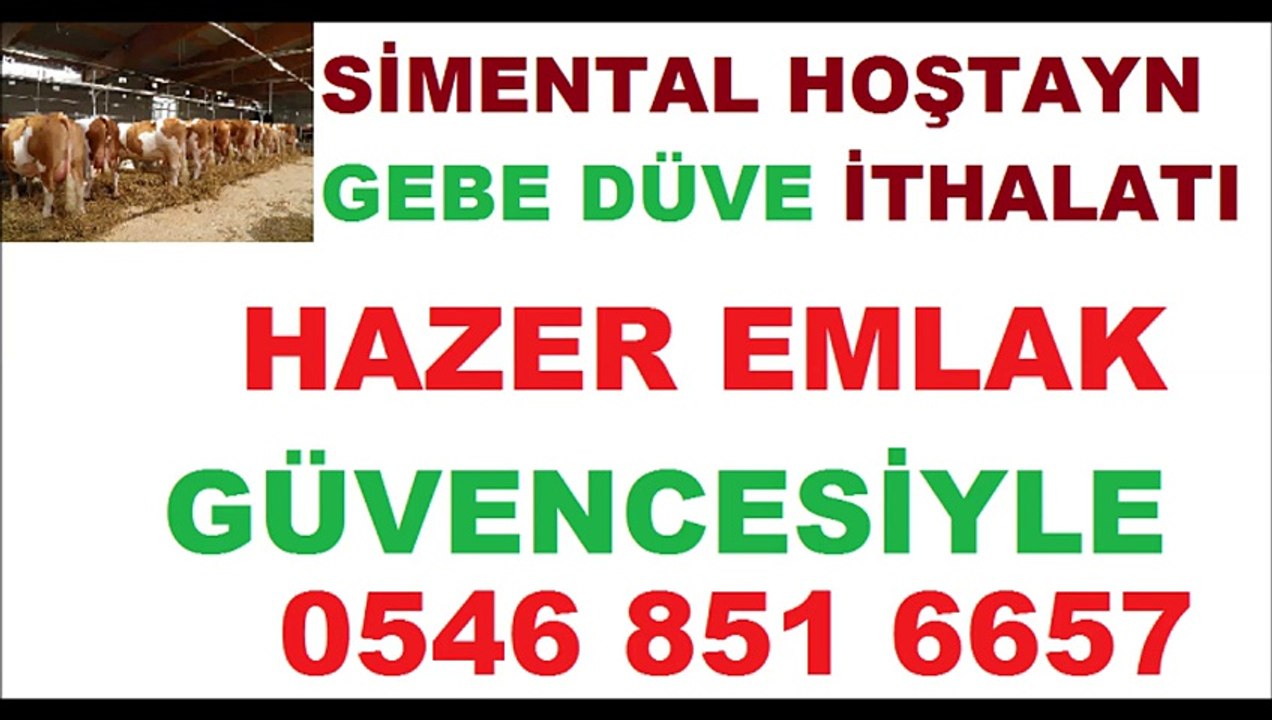 Damızlık Gebe Düve Satışı -HAZER EMLAK