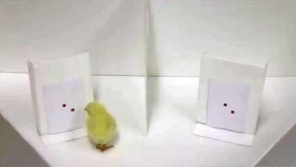 Study Shows Newborn Chicks Count From Left to Right Just Like Humans