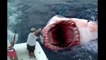 MEGALODON SHARK EXISTS! Recent sightings & sharks pictures prove it. (HD)
