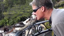 Feeding Kookaburras | Bird Got Your Tongue