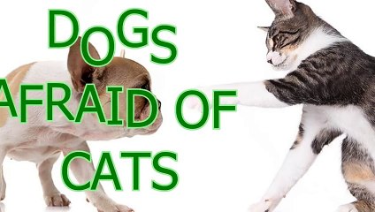 Dogs scared of cats - Funny animal compilation
