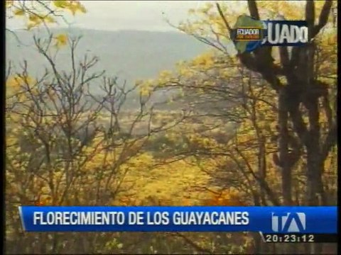 Florecimiento de los guayacanes