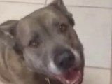 Hungry Dog Moves His Jaws to the Beat of the Spoon