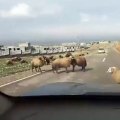 Coup de tête d'un mouton dans une voiture