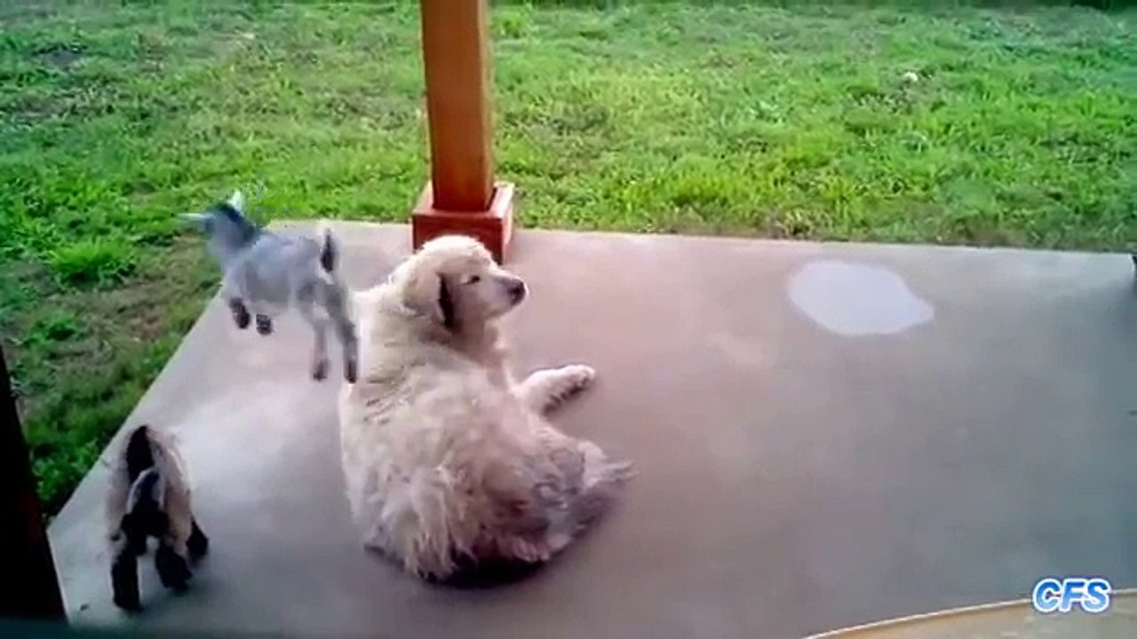 _Cute Baby Goats Compilation/HD/