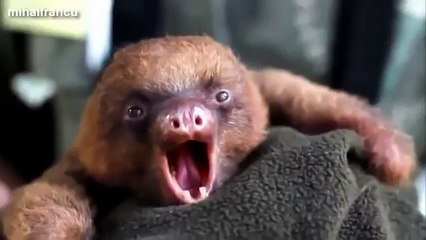 Funny Cute Baby Animal Videos Compilation 2015 [NEW]