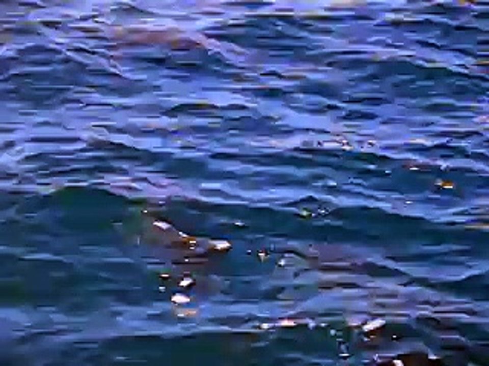 MVI_5958